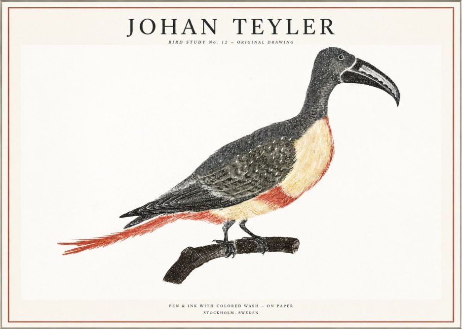 Johan Teyler Bird Study No. 12 - Original Drawing No1 - Juliste