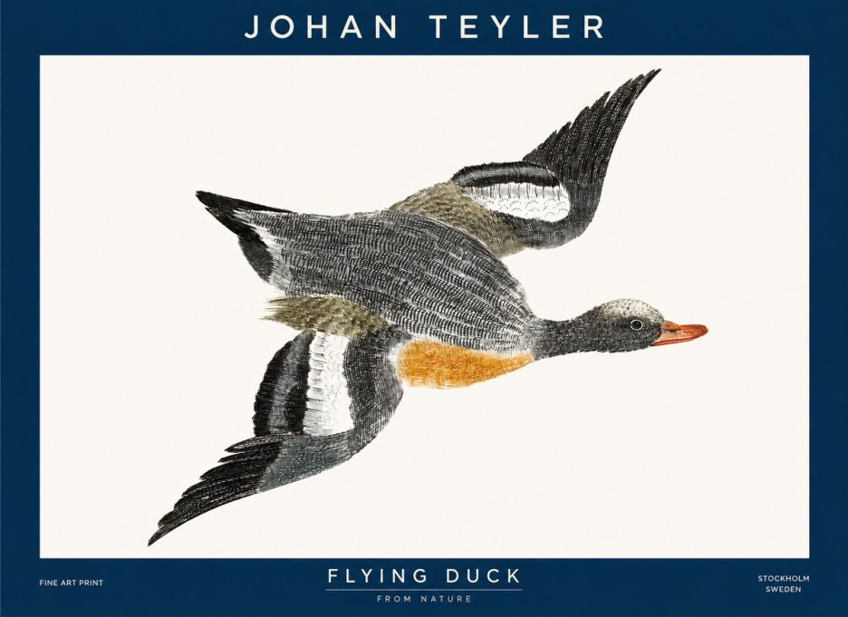 Johan Teyler Flying Duck No1 - Juliste