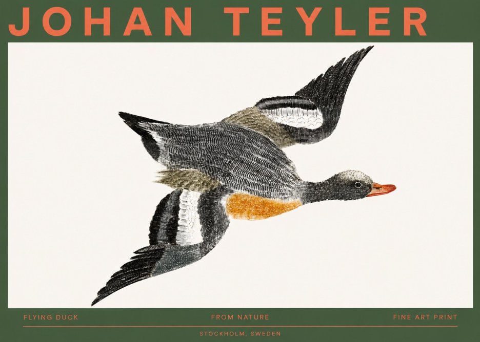 Johan Teyler Flying Duck No2 - Juliste