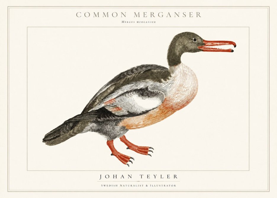 Johan Teyler Common Merganser No1 - Juliste