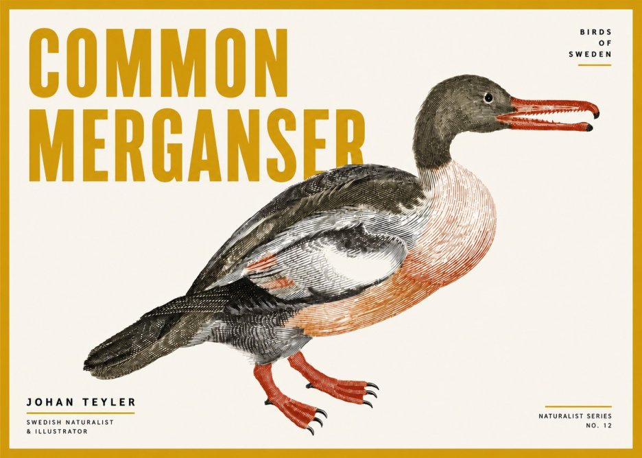 Johan Teyler Common Merganser No4 - Juliste