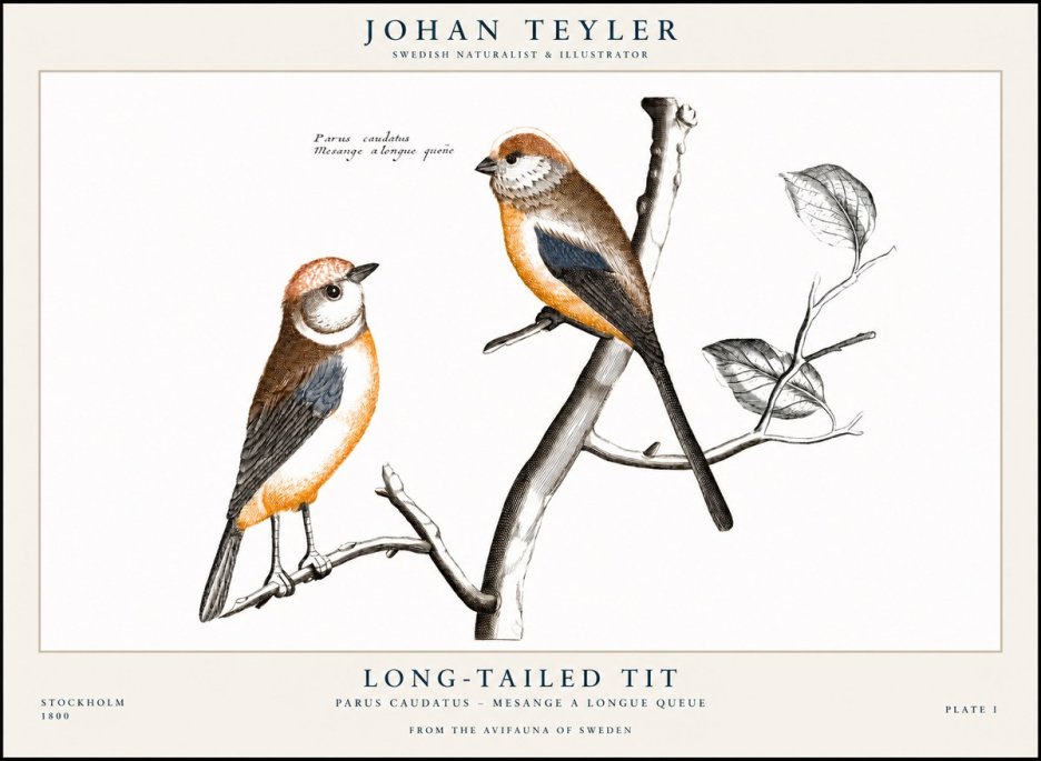 Johan Teyler Long-tailed Tit No1 - Juliste