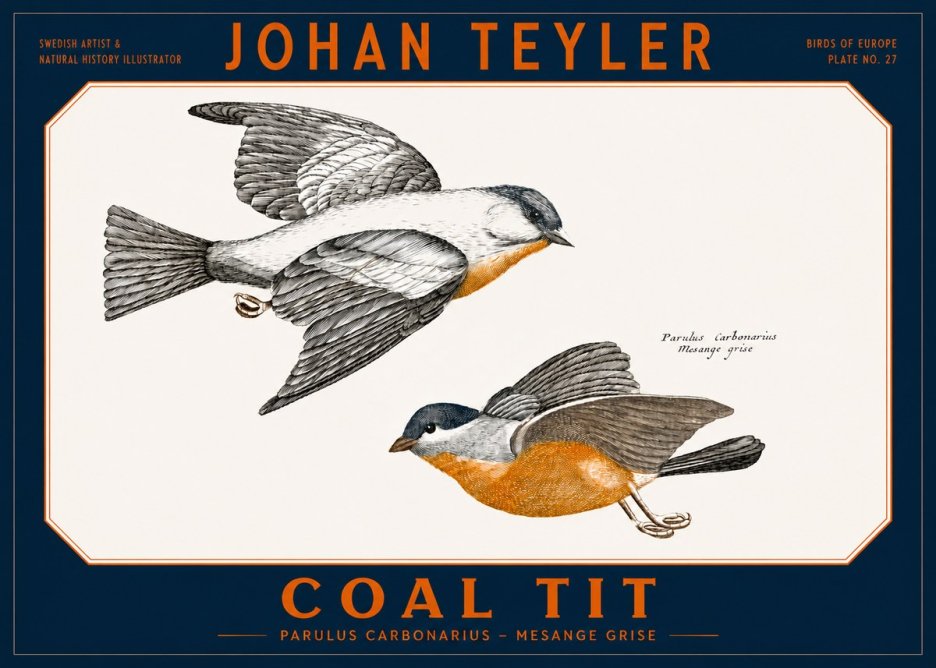 Johan Teyler Coal Tit No2 - Juliste