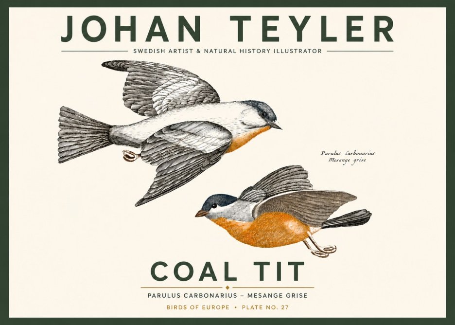 Johan Teyler Coal Tit No3 - Juliste