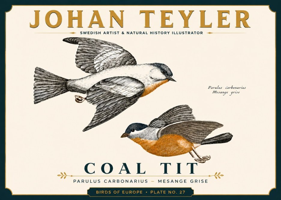 Johan Teyler Coal Tit No6 - Juliste
