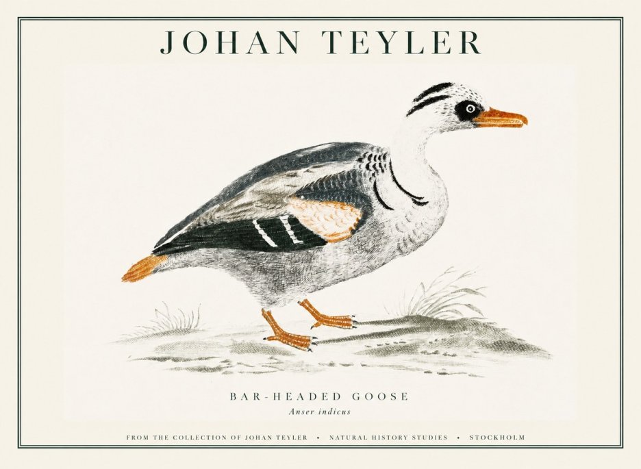 Johan Teyler Bar-headed Goose No1 - Juliste
