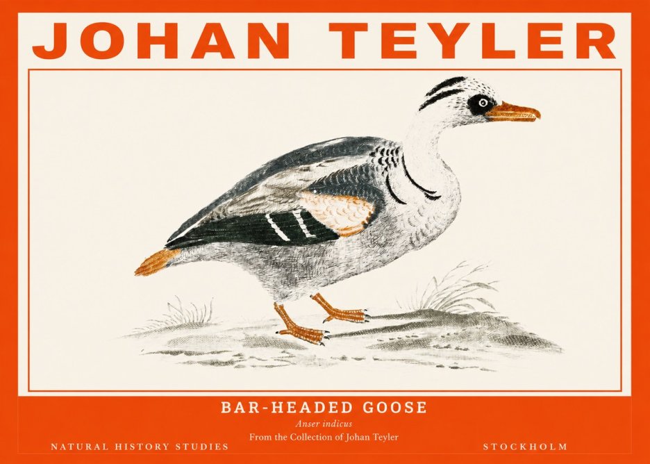 Johan Teyler Bar-headed Goose No2 - Juliste