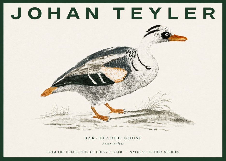 Johan Teyler Bar-headed Goose No3 - Juliste