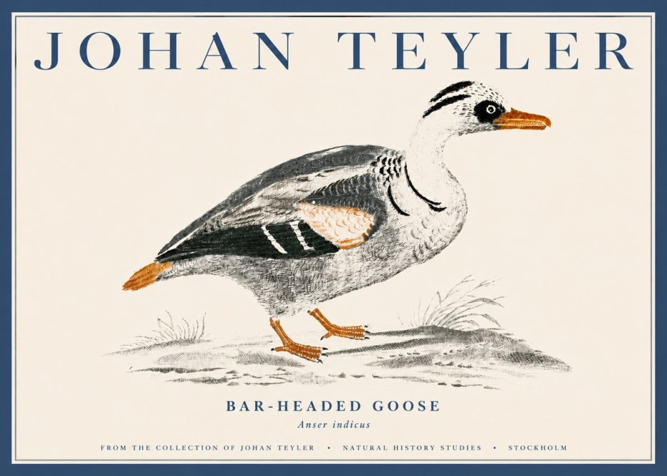 Johan Teyler Bar-headed Goose No4 - Juliste