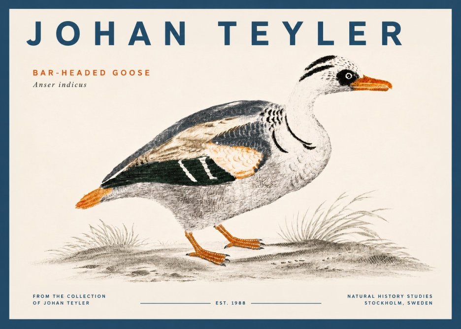 Johan Teyler Bar-headed Goose No5 - Juliste