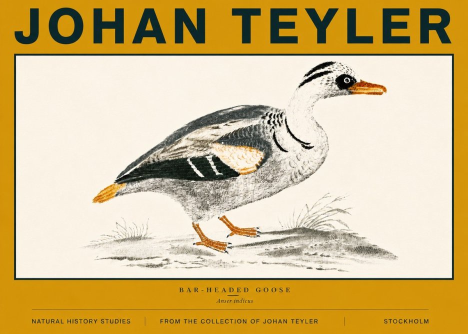 Johan Teyler Bar-headed Goose No6 - Juliste
