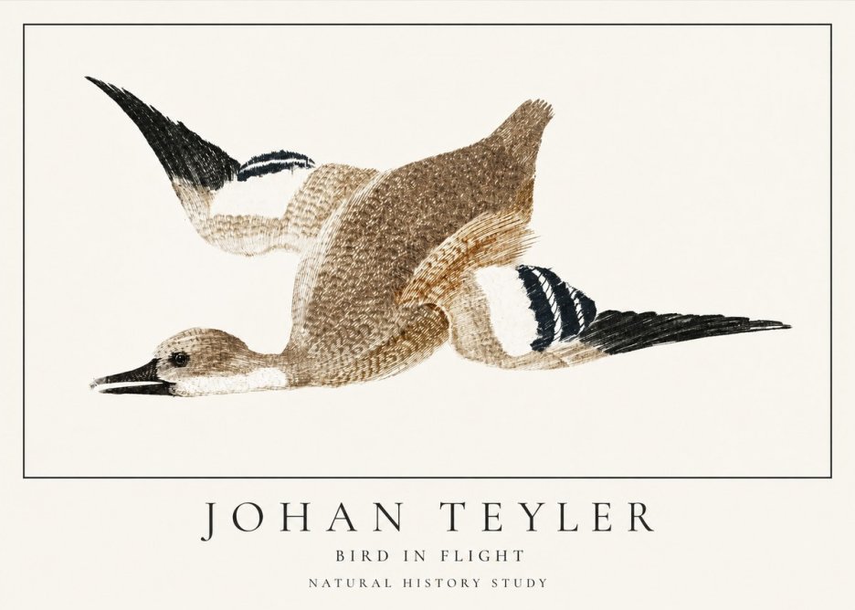 Johan Teyler Bird in Flight II No1 - Juliste