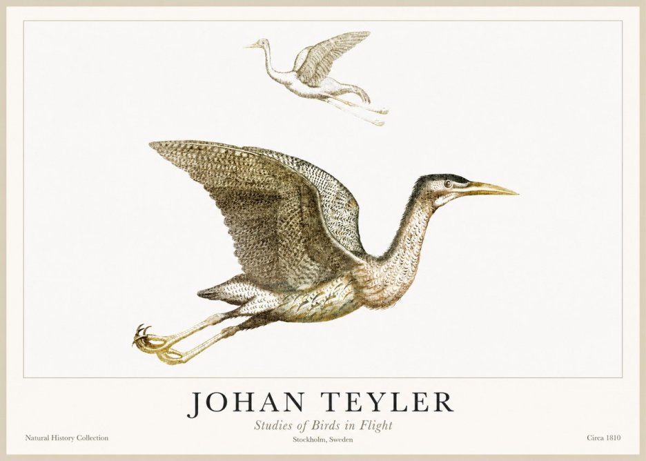 Johan Teyler Studies of Birds in Flight No1 - Juliste