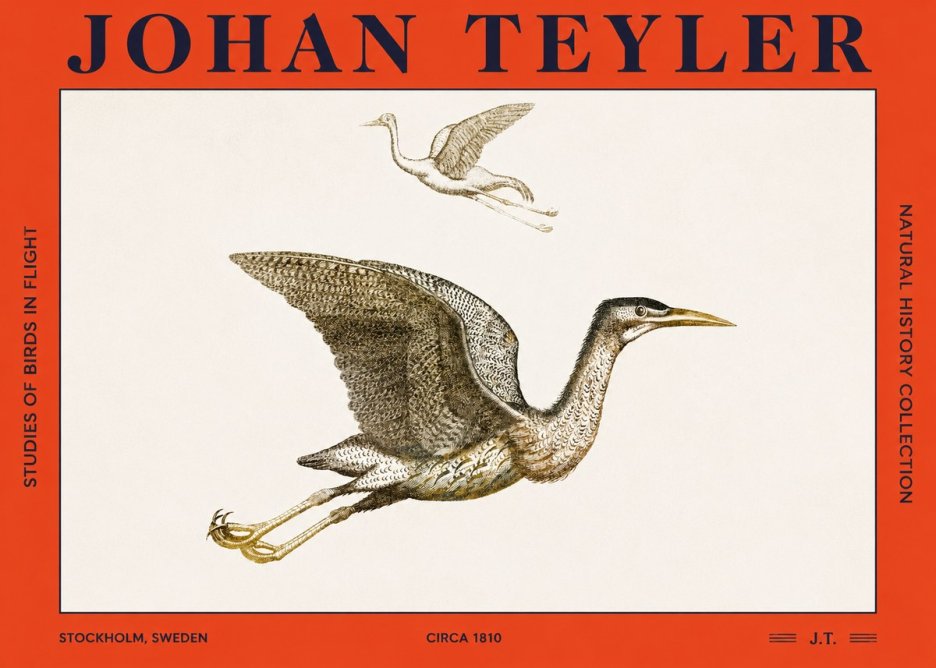 Johan Teyler Studies of Birds in Flight No2 - Juliste