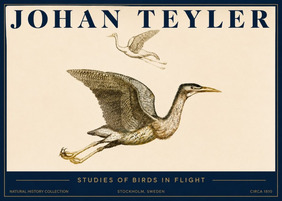 Johan Teyler Studies of Birds in Flight No3 - Juliste