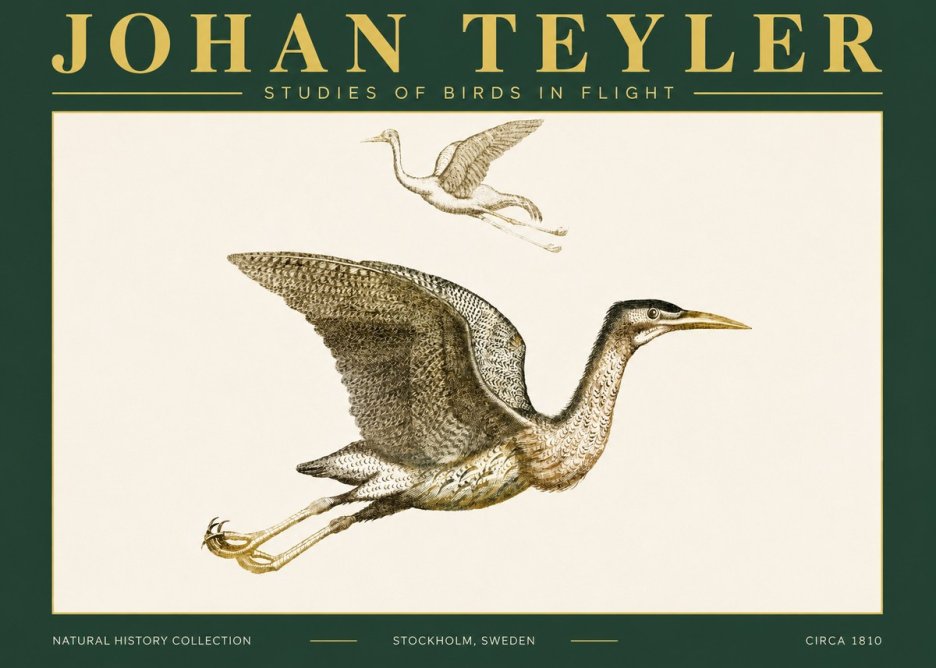 Johan Teyler Studies of Birds in Flight No4 - Juliste