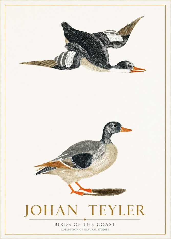 Johan Teyler Birds of the Coast No1 - Juliste