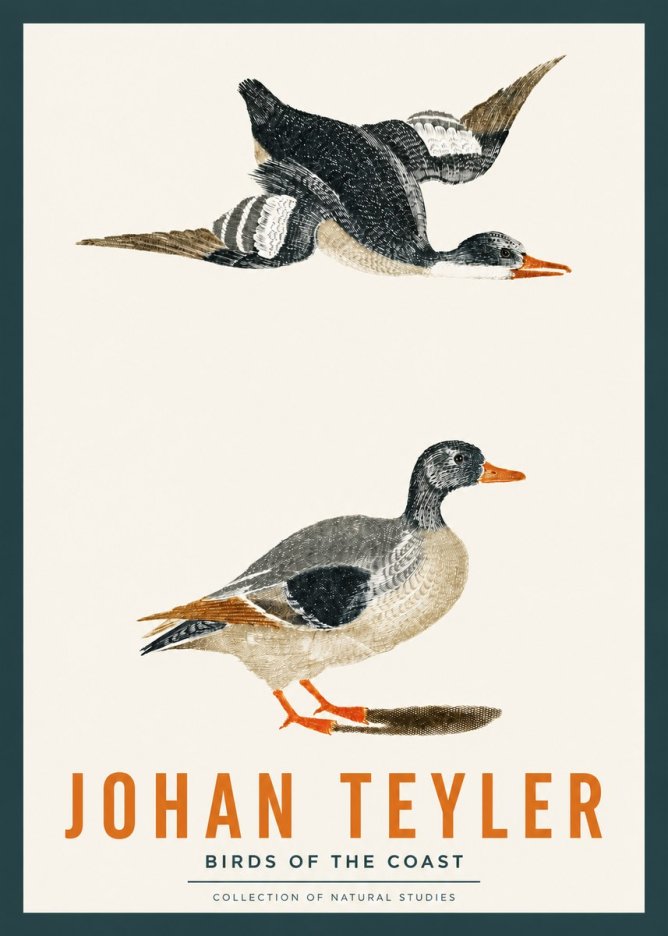 Johan Teyler Birds of the Coast No2 - Juliste