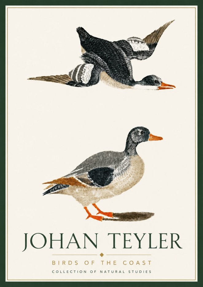 Johan Teyler Birds of the Coast No6 - Juliste