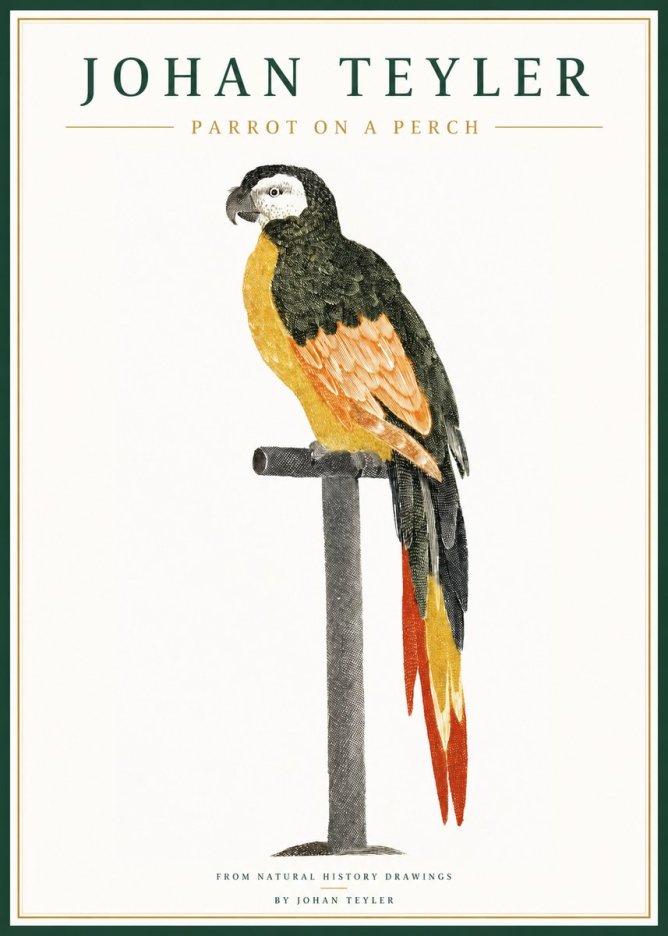 Johan Teyler Parrot on a Perch No1 - Juliste