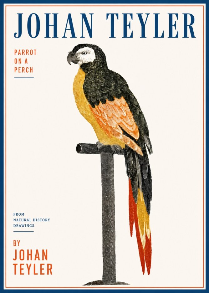 Johan Teyler Parrot on a Perch No3 - Juliste