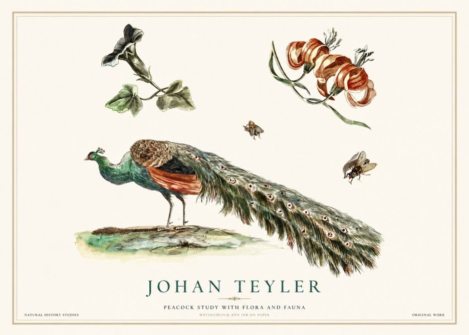 Johan Teyler Peacock Study with Flora and Fauna No1 - Juliste