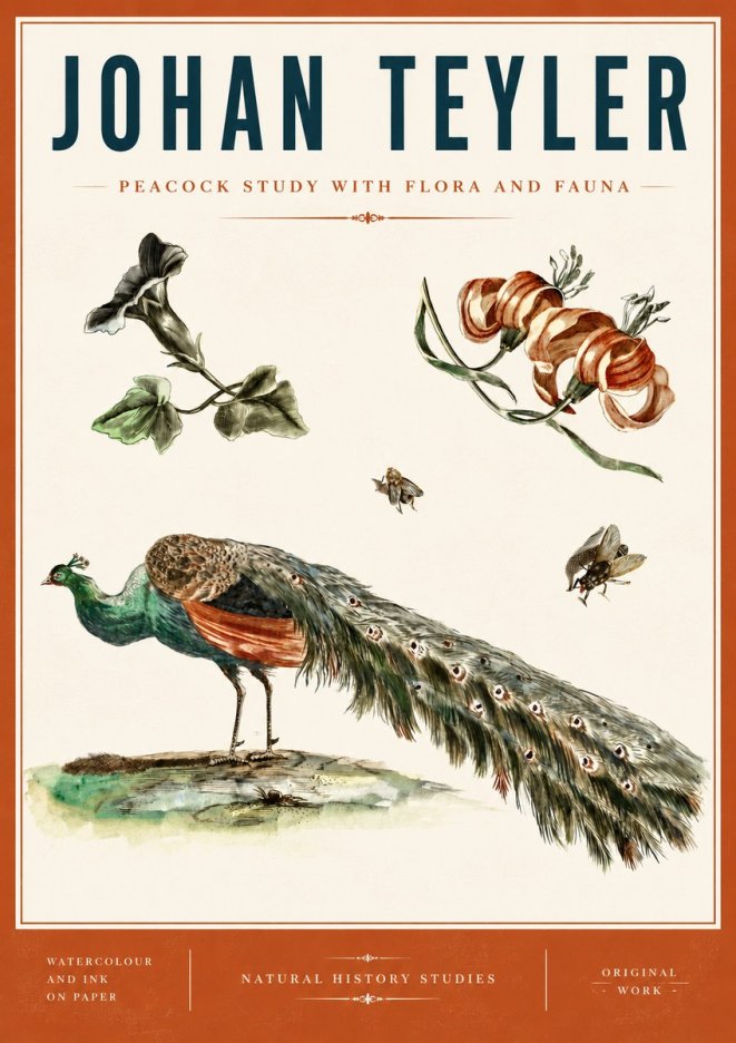 Johan Teyler Peacock Study with Flora and Fauna No6 - Juliste