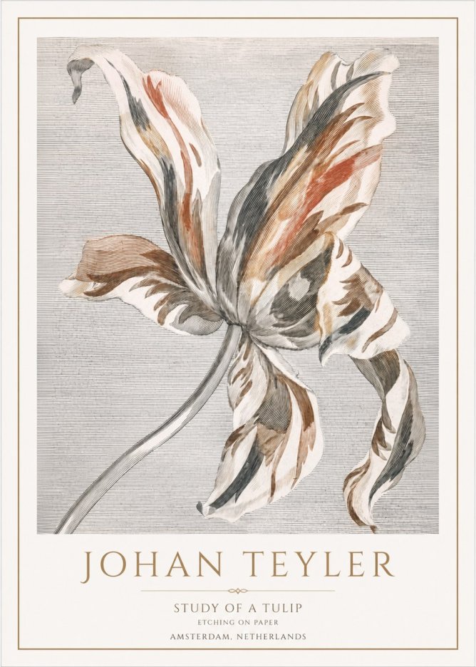 Johan Teyler Study of a Tulip No1 - Juliste