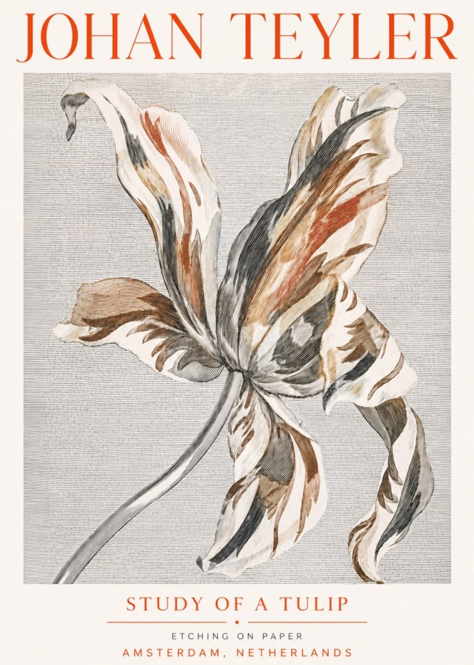Johan Teyler Study of a Tulip No5 - Juliste