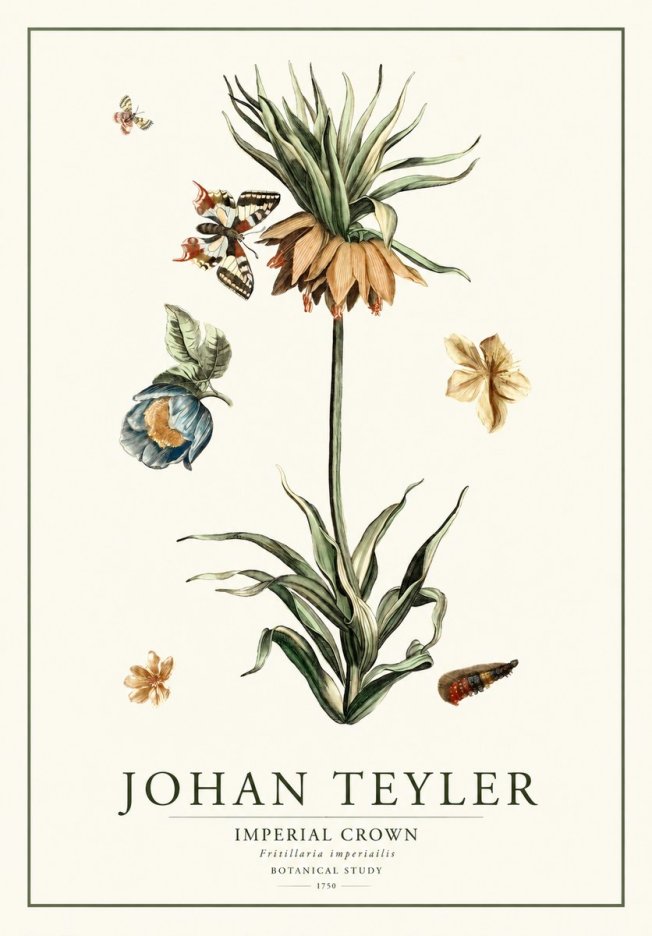 Johan Teyler Crown Imperial No2 - Juliste