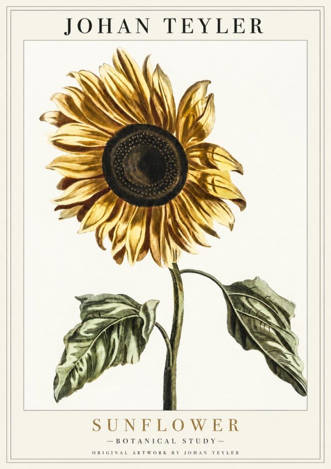 Johan Teyler Sunflower - Botanical Study No1 - Juliste