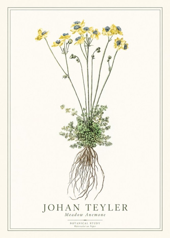 Johan Teyler Meadow Anemone No1 - Juliste
