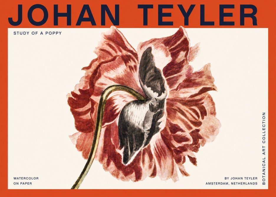 Johan Teyler Study of a Poppy No2 - Juliste