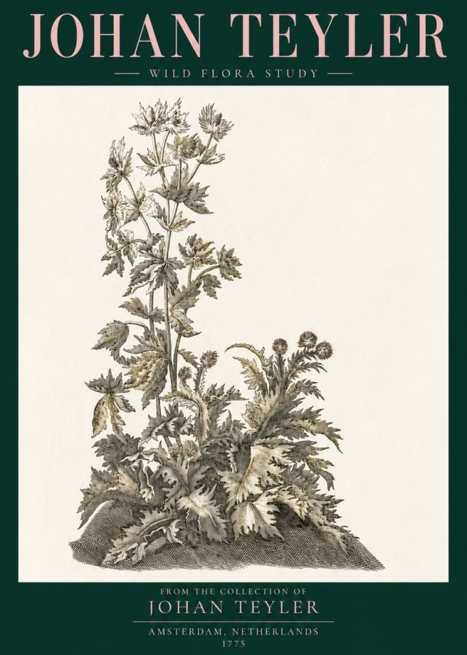 Johan Teyler Wild Flora Study No3 - Juliste