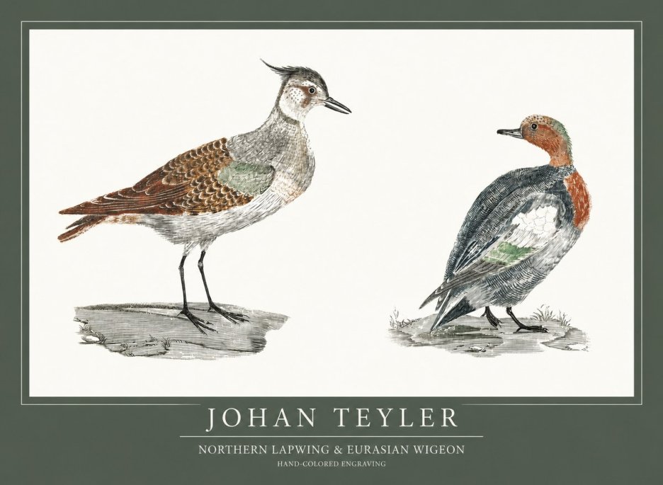 Johan Teyler Northern Lapwing & Eurasian Wigeon No1 - Juliste