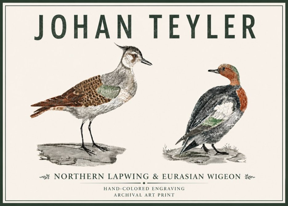 Johan Teyler Northern Lapwing & Eurasian Wigeon No5 - Juliste