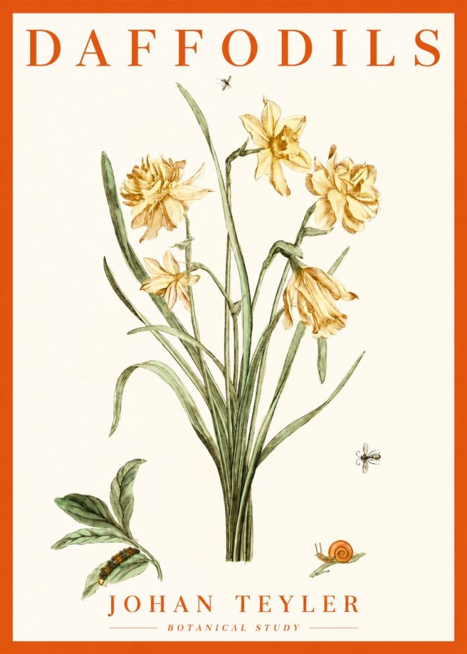 Johan Teyler Daffodils No2 - Juliste