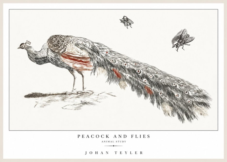 Johan Teyler Peacock and Flies - Animal Study No1 - Juliste