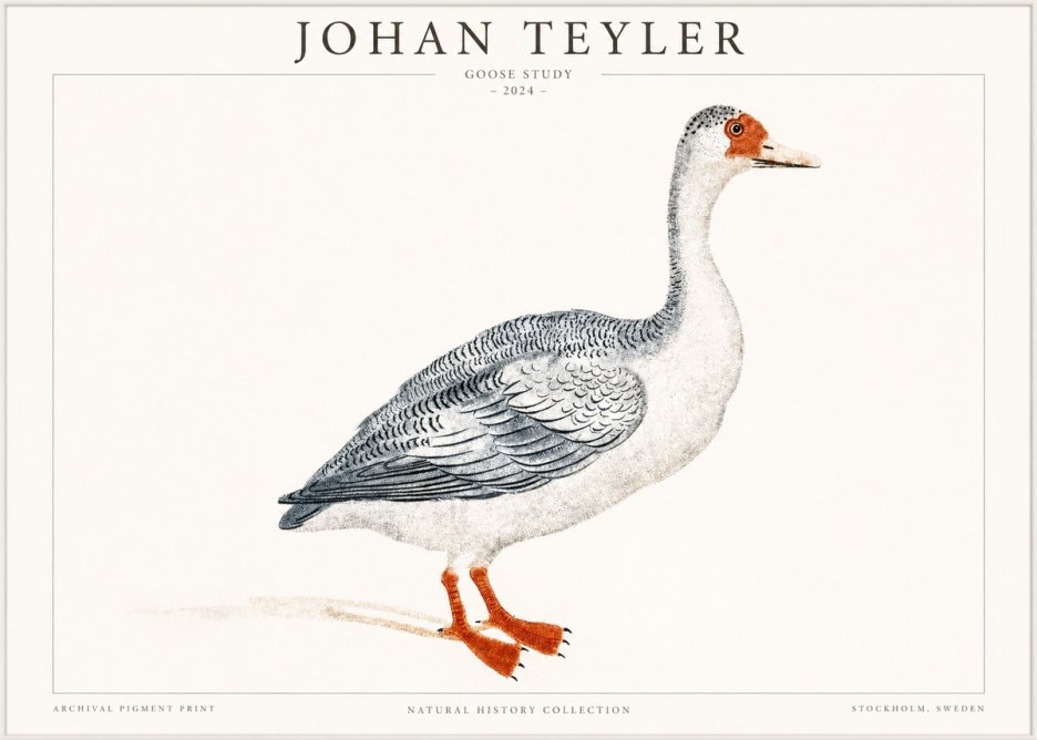 Johan Teyler Goose Study No1 - Juliste