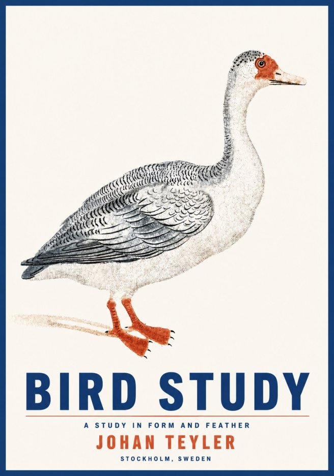 Johan Teyler Goose Study No5 - Juliste