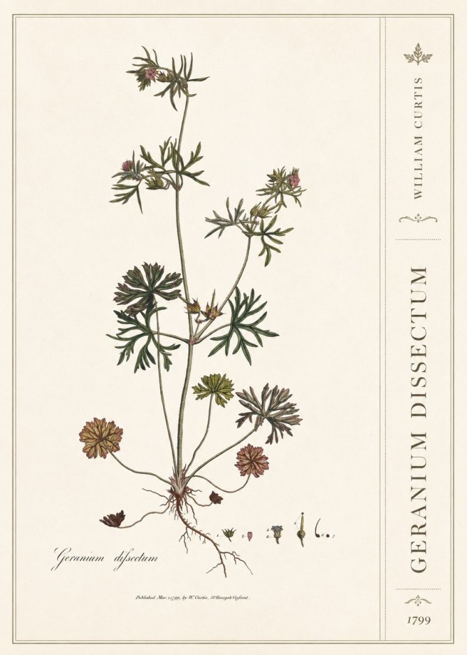 William Curtis Geranium Dissectum I No2 - Juliste