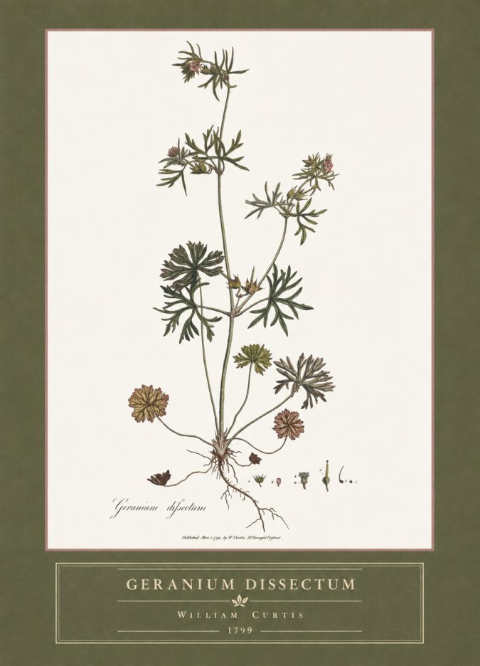 William Curtis Geranium Dissectum I No4 - Juliste