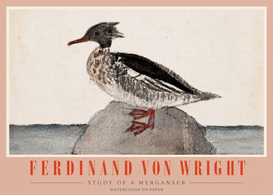 Ferdinand von Wright Study of a Merganser No4 - Juliste