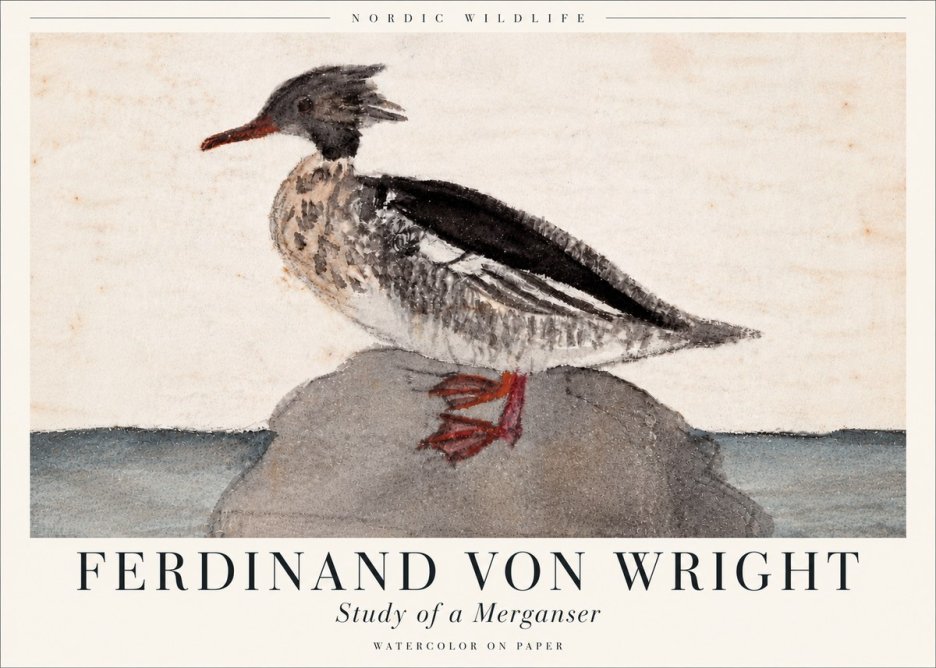 Ferdinand von Wright Study of a Merganser No6 - Juliste
