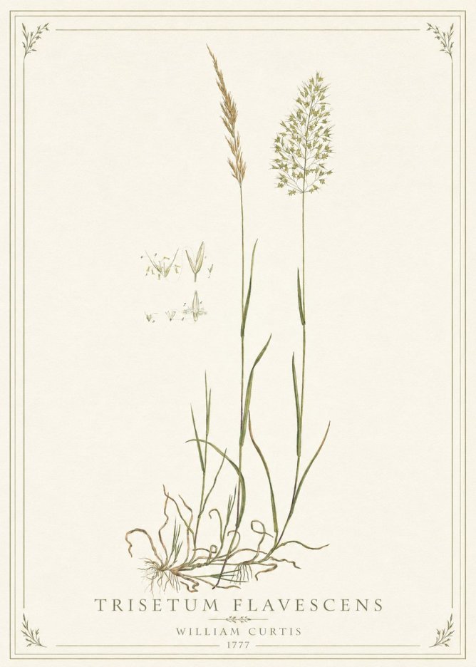 William Curtis Trisetum Flavescens II No1 - Juliste