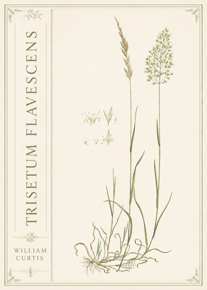 William Curtis Trisetum Flavescens II No2 - Juliste