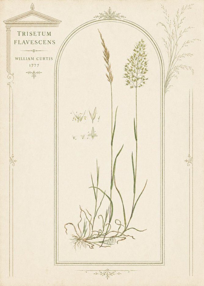 William Curtis Trisetum Flavescens II No3 - Juliste