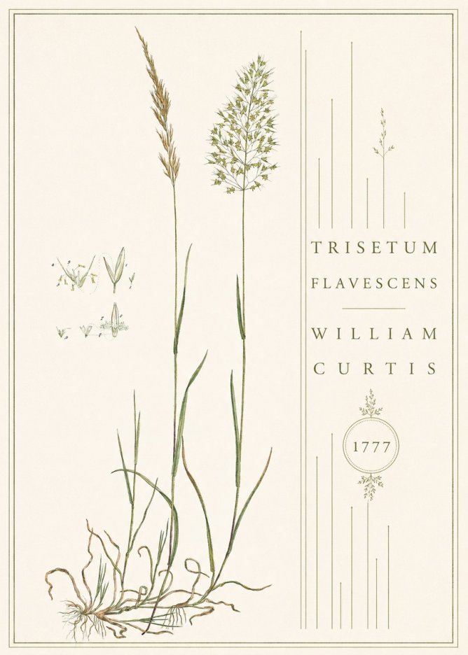 William Curtis Trisetum Flavescens II No4 - Juliste