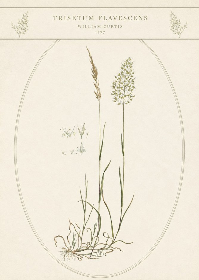 William Curtis Trisetum Flavescens II No5 - Juliste