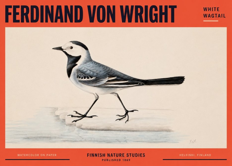 Ferdinand von Wright White Wagtail No2 - Juliste